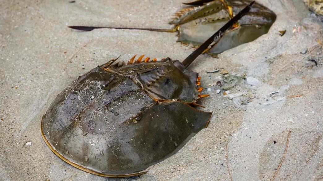 Thousands of Ancient Horseshoe Crabs Are Dying Off The Japanese Coast