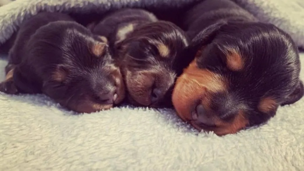 Amazing Photos Show A Puppy Named “Jelly Bean” Being Born While Still