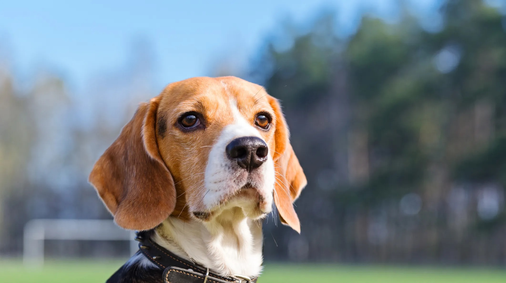 The Virginia Research Facility’s 4,000 Rescued Beagles Will Be