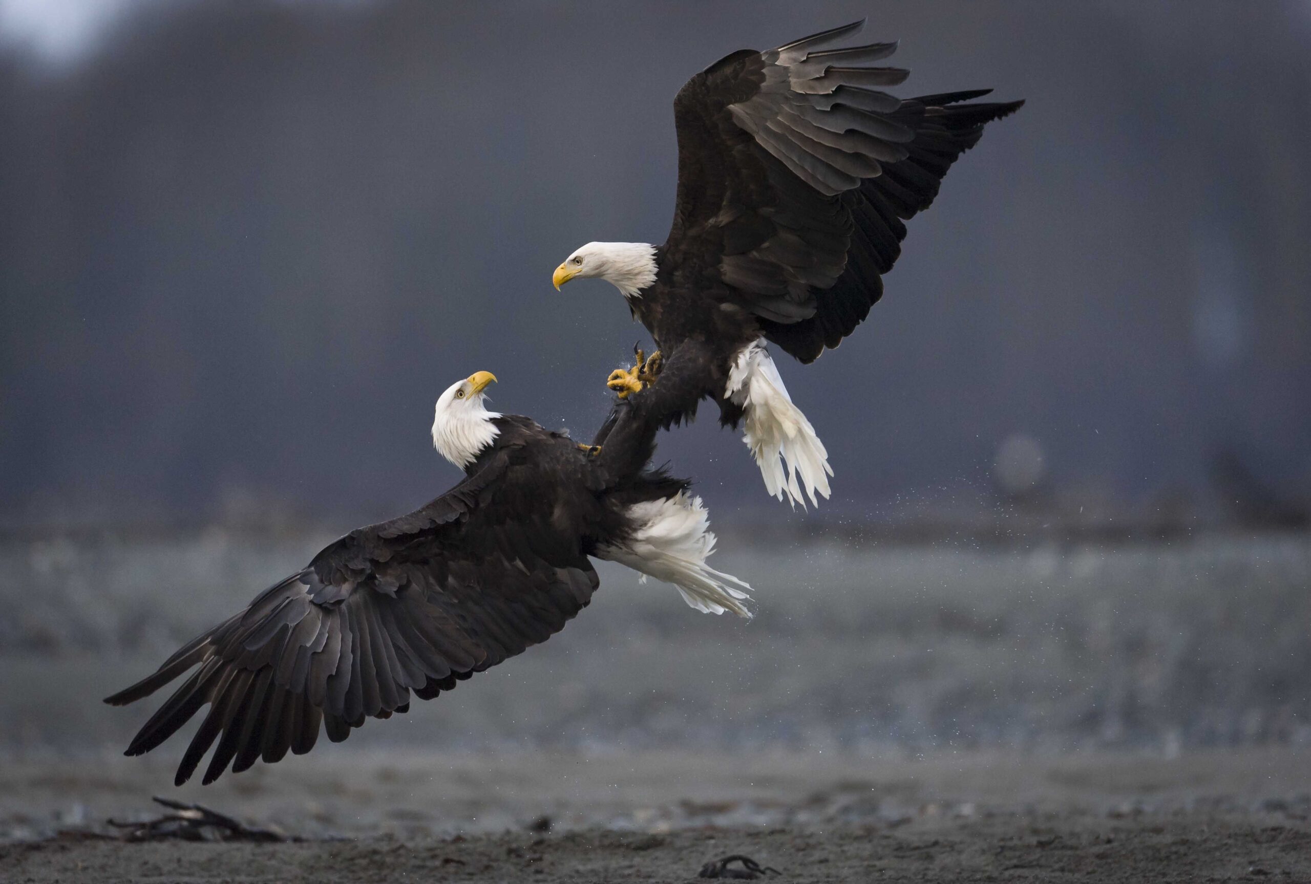 Stunning Photos Capture A Mating Ritual Between Two Life-Long Bald ...