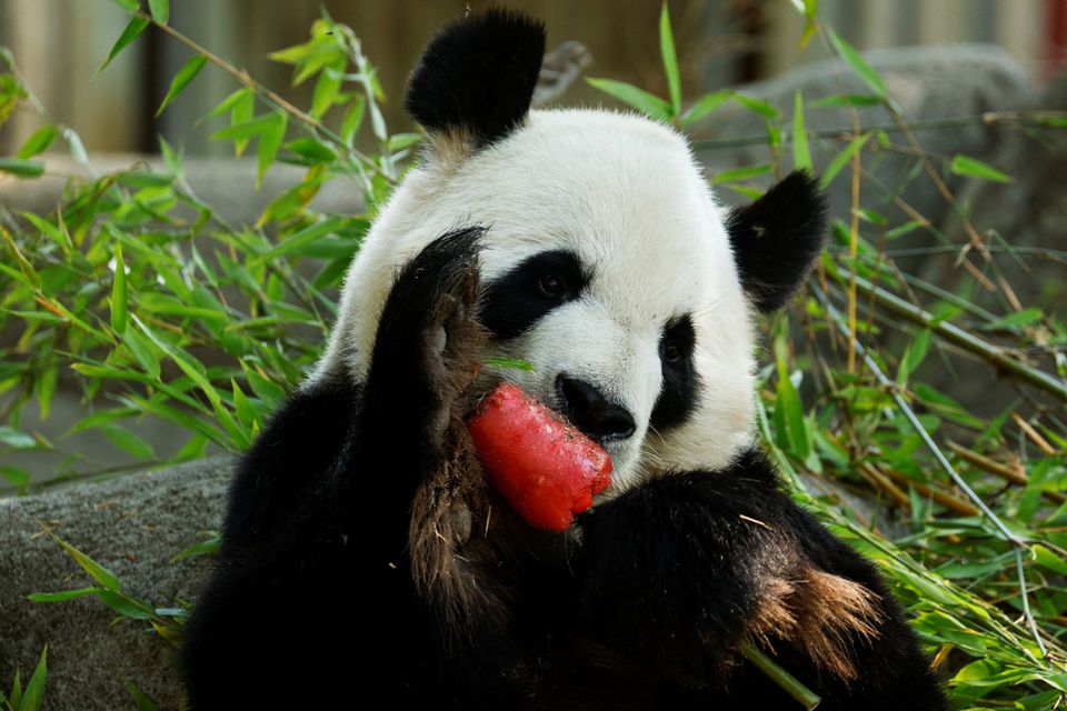 Animals in the Madrid Zoo Eat Popsicles to Cool Themselves During The ...