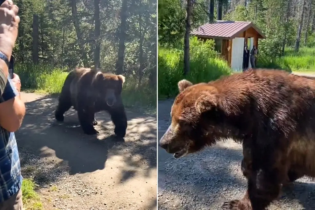 tourists-survive-grizzly-bear-encounter-by-remaining-calm-and-not