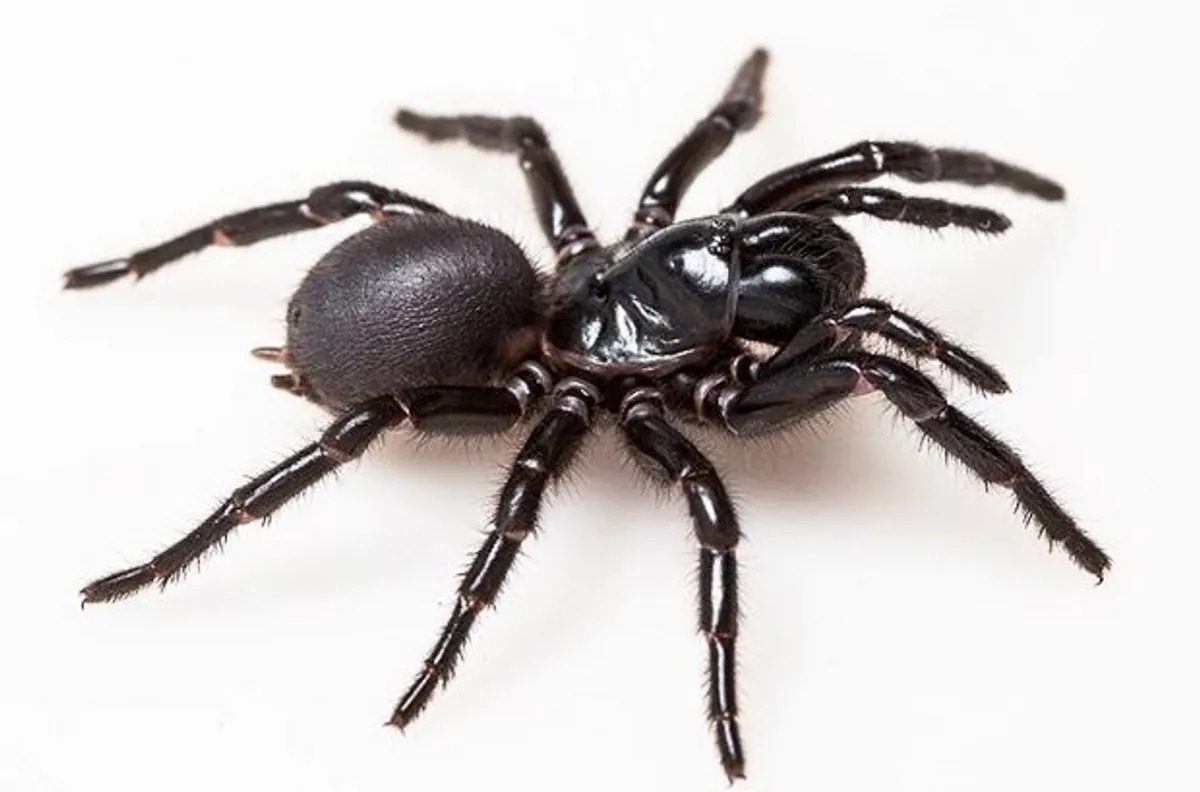 A Spider Venom-Based Molecule That Could Protect Your Heart From Attack ...