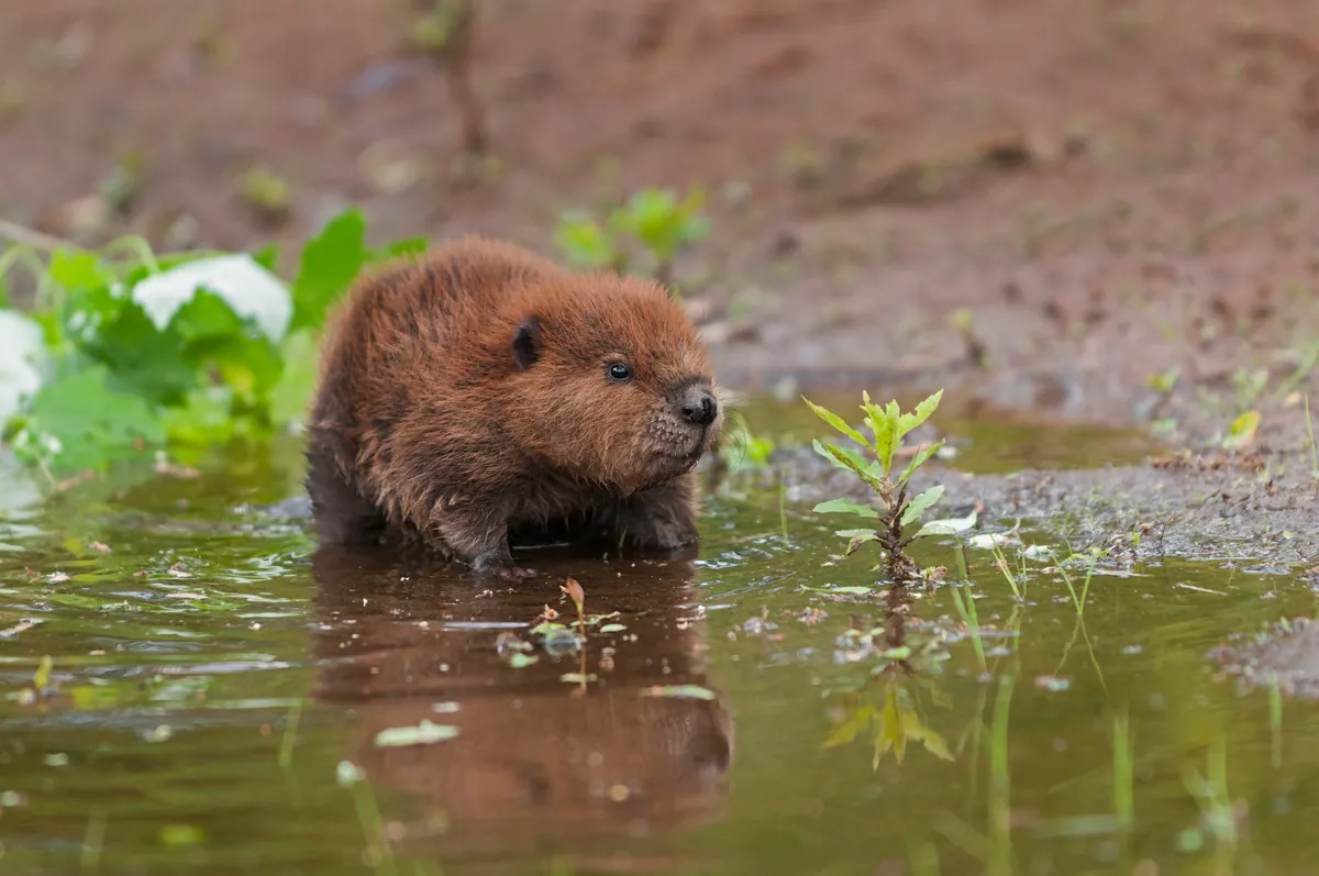 What Is The Name Of A Baby Beaver Hasan Jasim