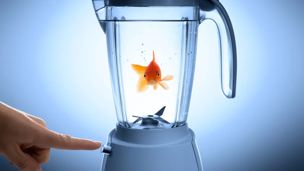 An Artist Placed Goldfish in Blenders and Asked Visitors to Turn Them
