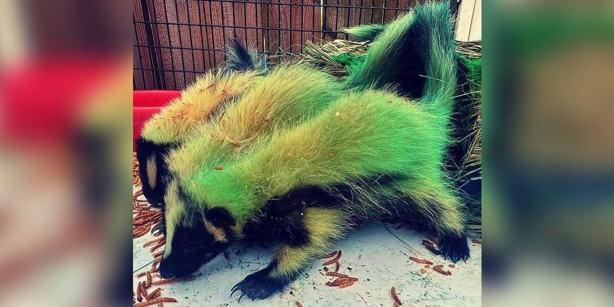 A Rescuer Inspecting Baby Skunks is Astounded to See That They are All