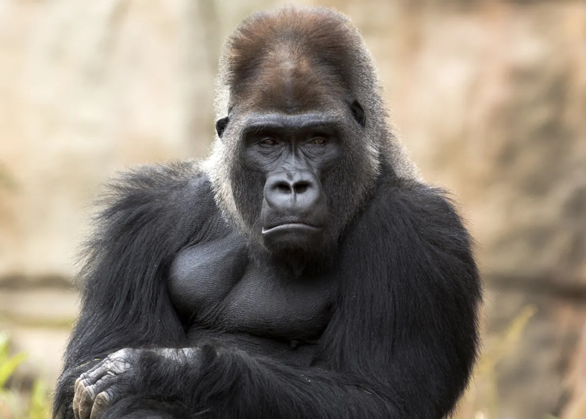 Captive Gorillas Have Created A Special Call To Communicate With Human ...