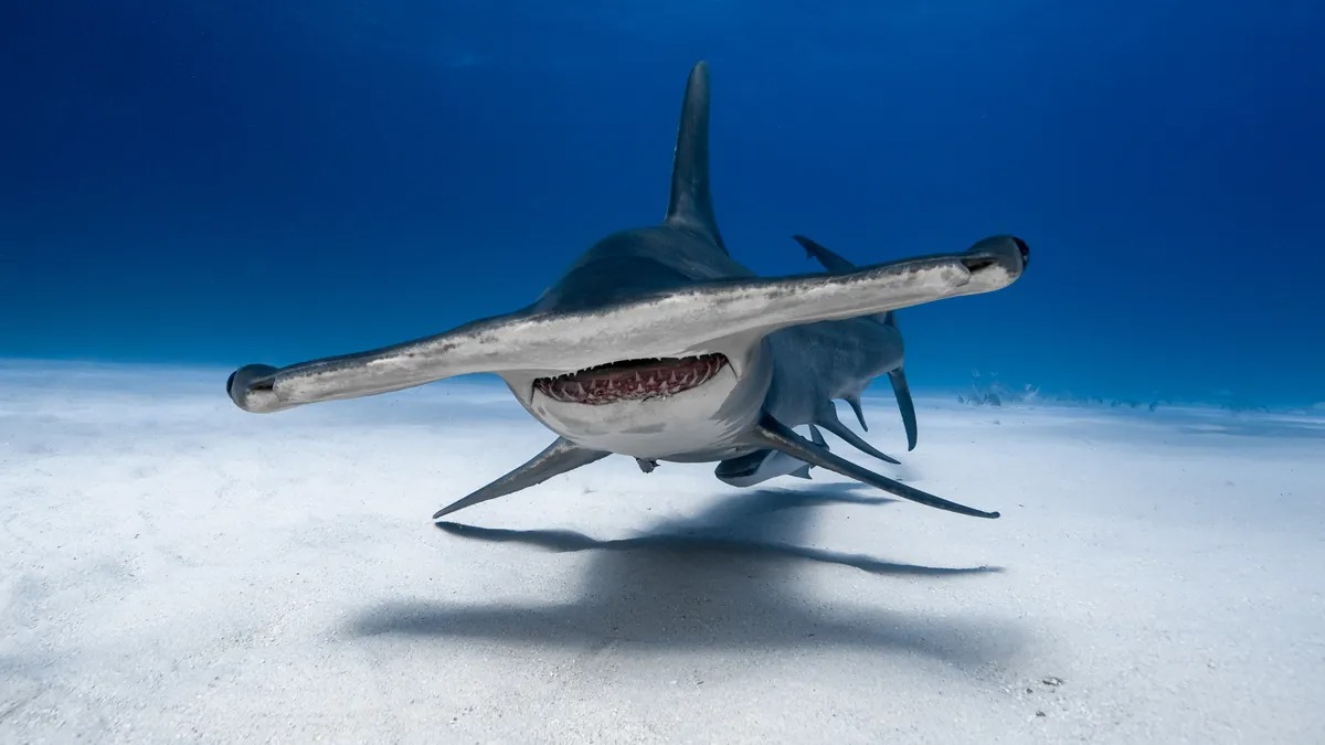 Why Do Hammerhead Sharks Have Heads That Look Like Hammers? Hasan Jasim