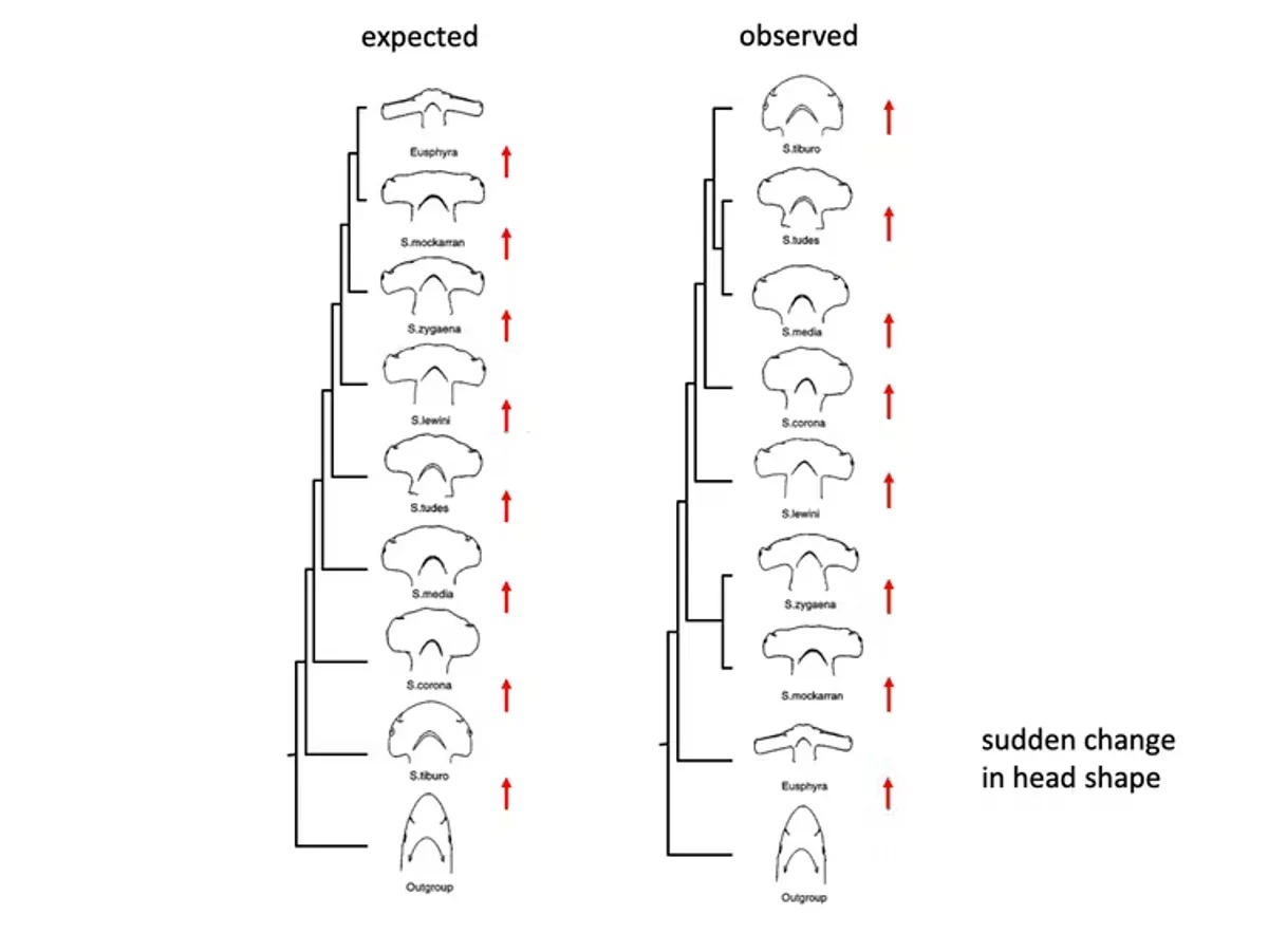 Why Do Hammerhead Sharks Have Heads That Look Like Hammers? - Hasan Jasim