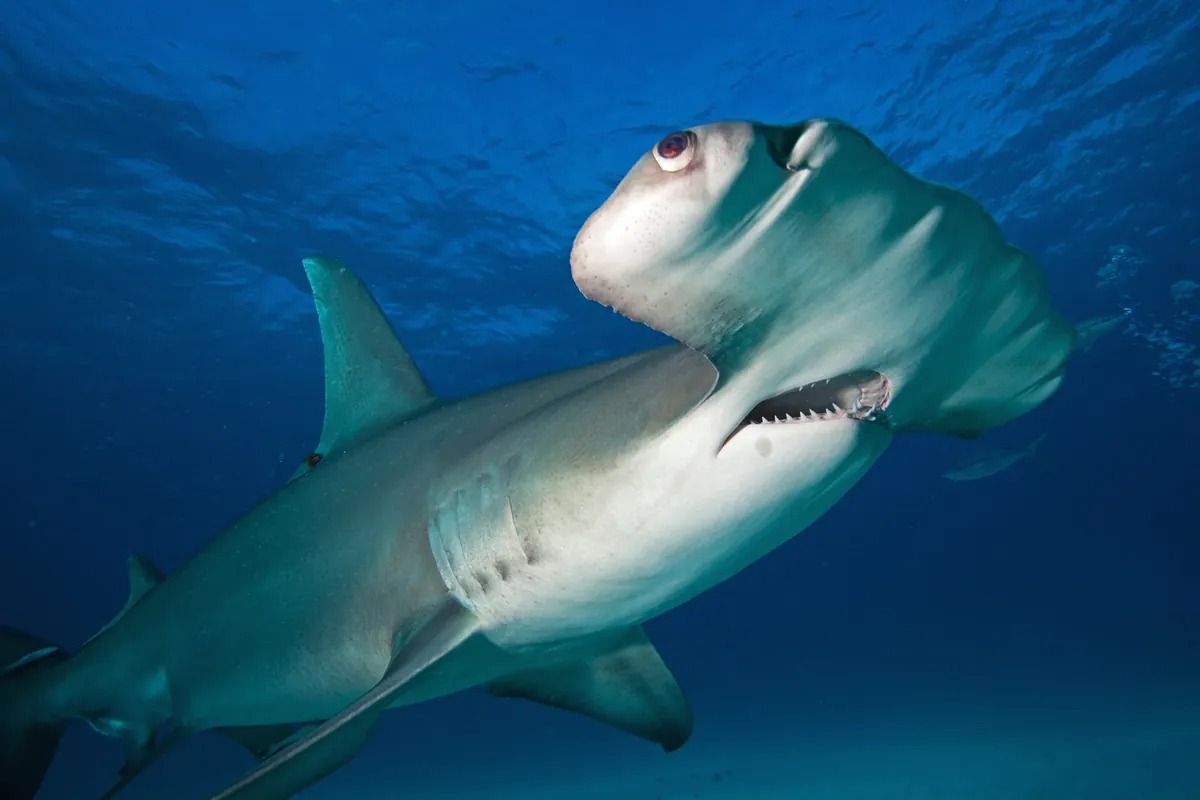 Why Do Hammerhead Sharks Have Heads That Look Like Hammers? - Hasan Jasim