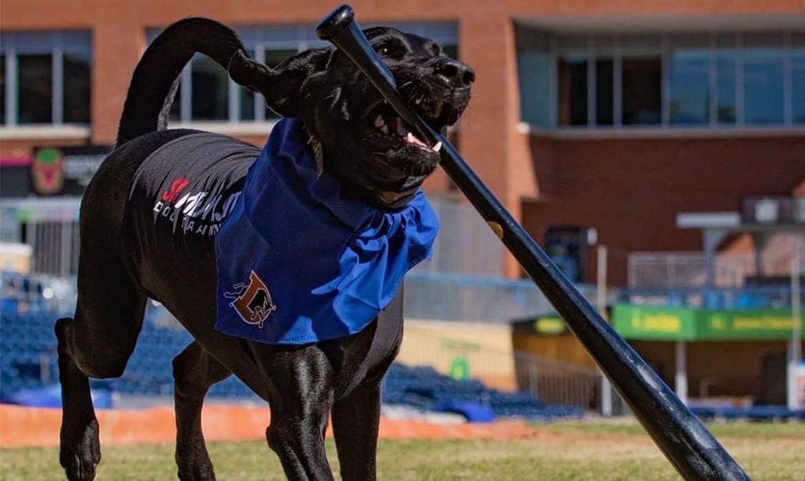 Very Good Dog Is Trained To Gather Used Baseball Bats Hasan Jasim