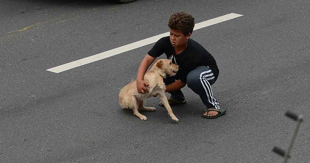 When a Dog is Struck By a Car, a Young Boy Runs into The Road to Save