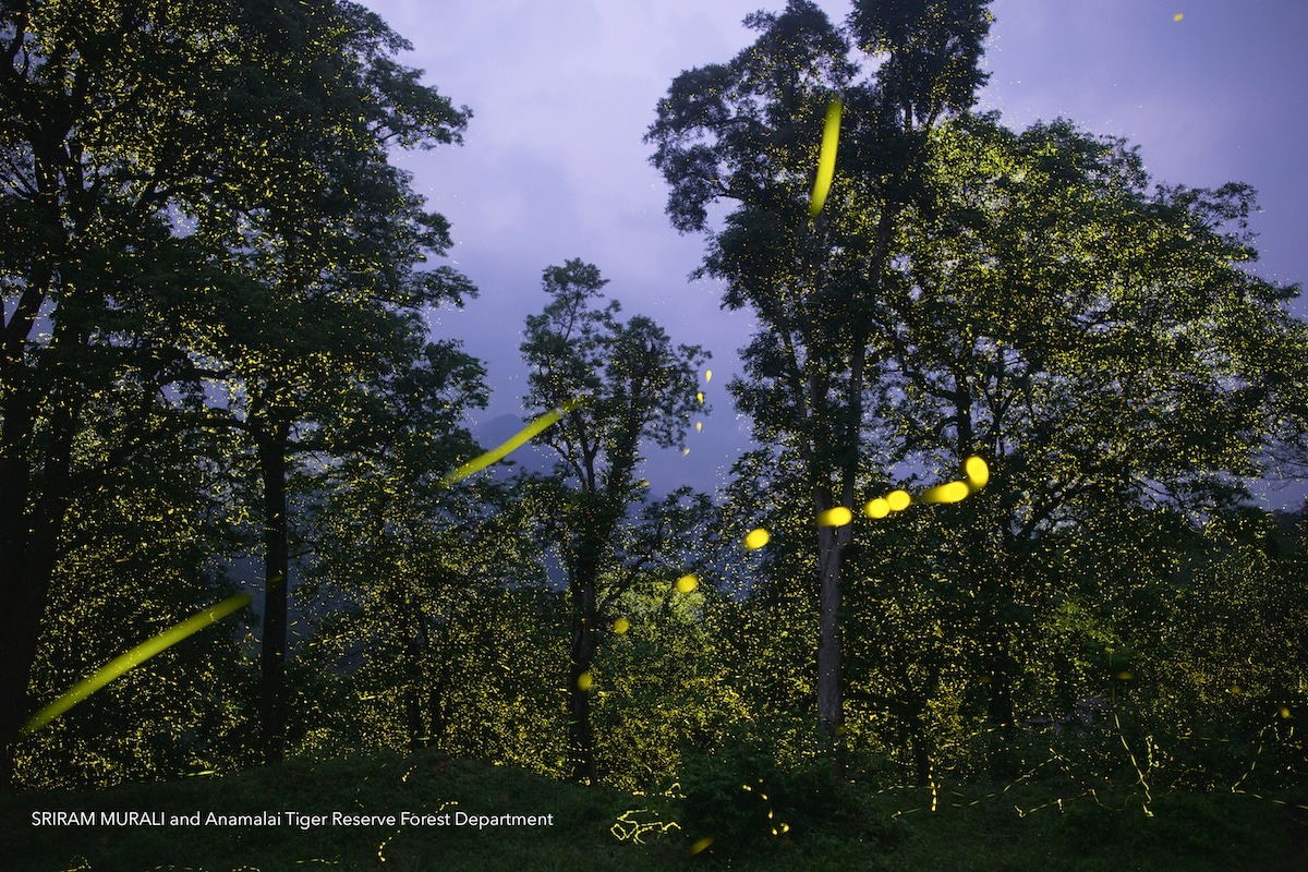 Watch as Billions of Fireflies Light Up an Indian Nature Reserve at The