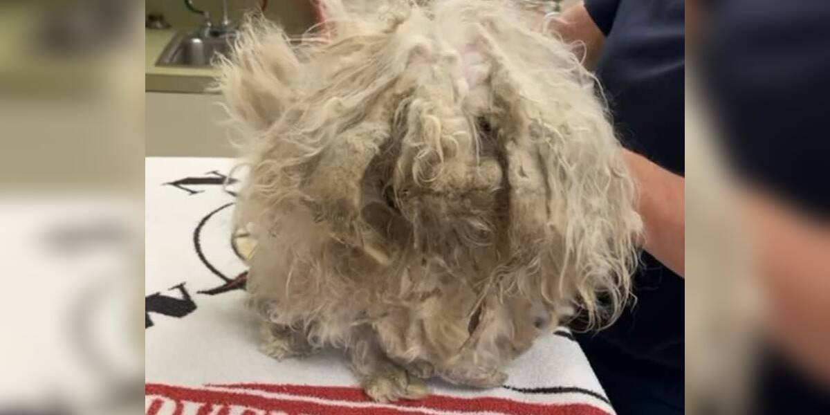 The Cutest Face Is Revealed When A Matted Rescue Dog Gets A Makeover ...