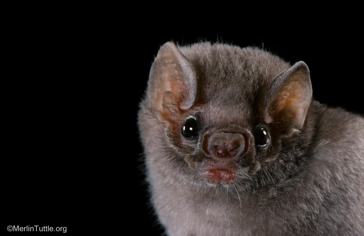 Sweet Bat Portraits Help to Dispel Stereotypes About These Incredible ...