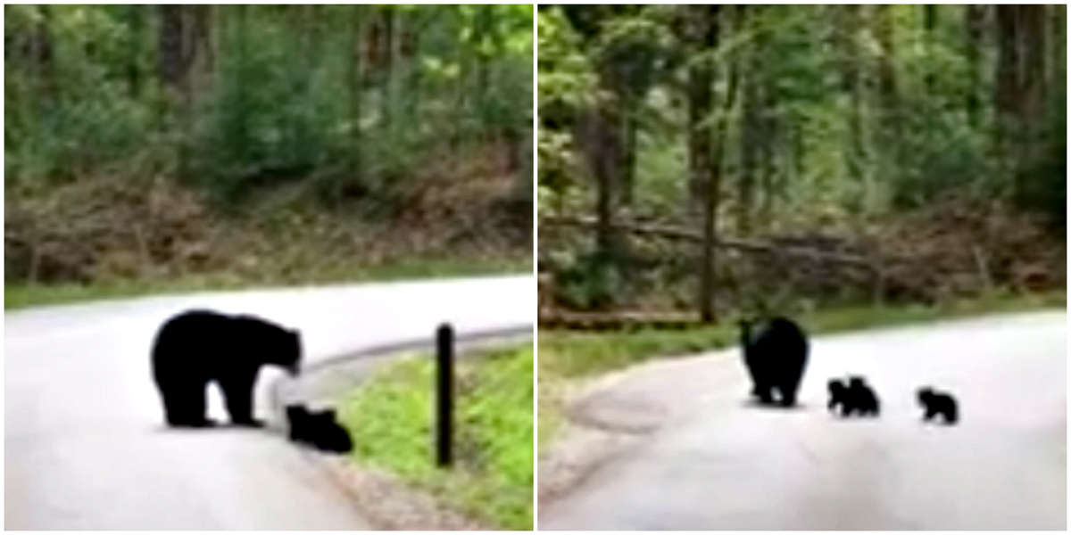 Watch as This Kind Mama Bear Assists Her Babies in Crossing The Road ...