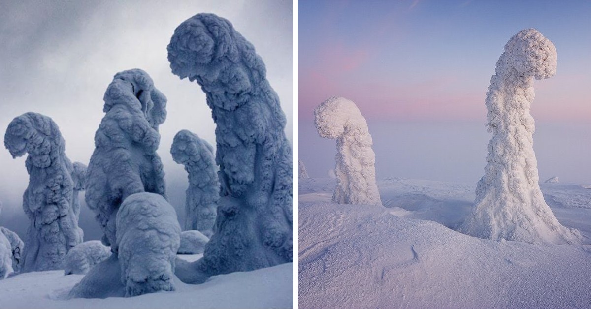 These Trees Freeze in Strange Shapes in Northern Finland, Creating an ...