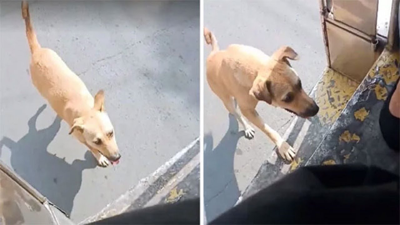 The Stray Dog Will Not Stop Chasing The Bus Until The Driver Adopts Her ...
