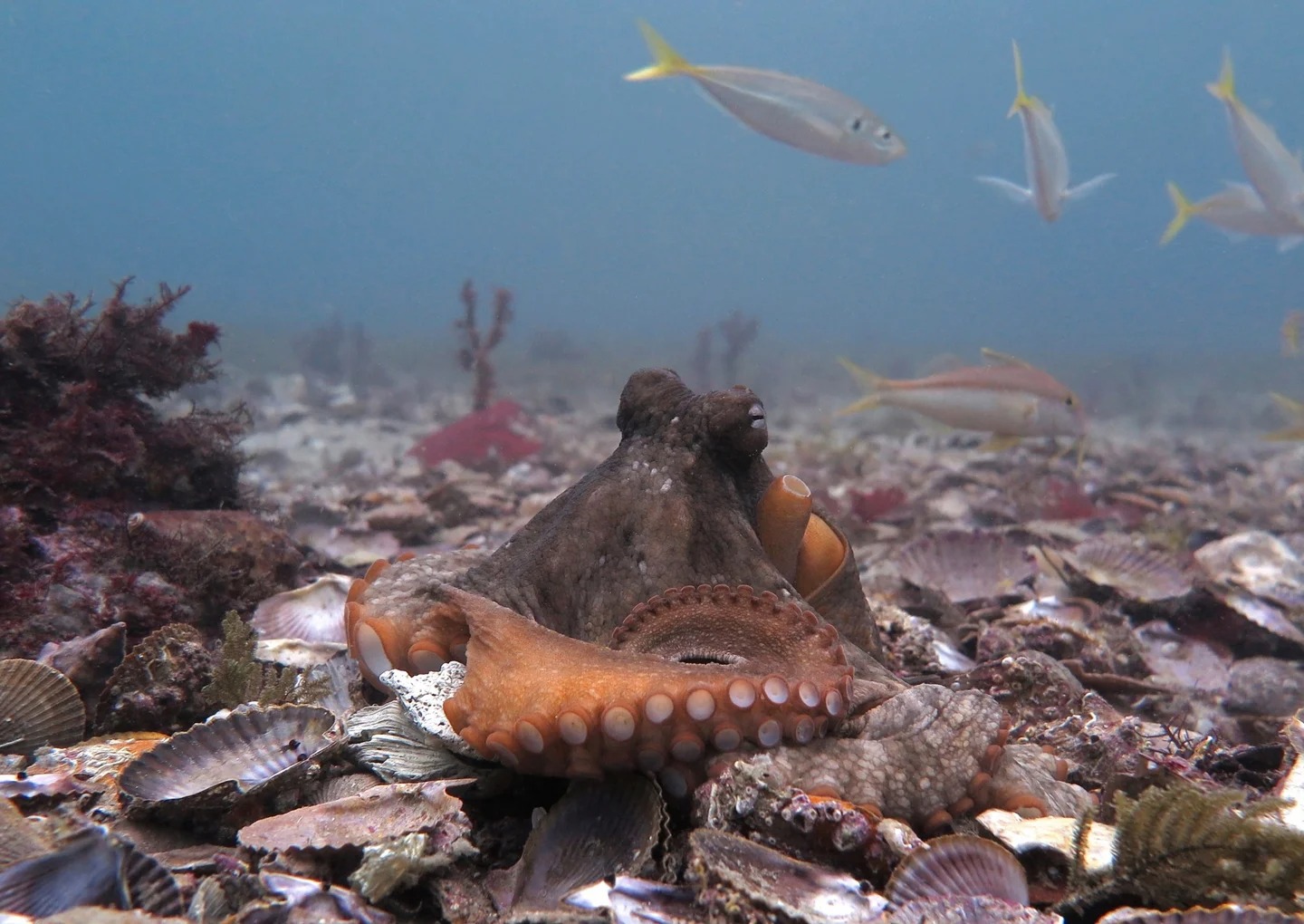 If Octopus If A Male Octopus Annoys A Female, She Will Throw Seashells at Him ...