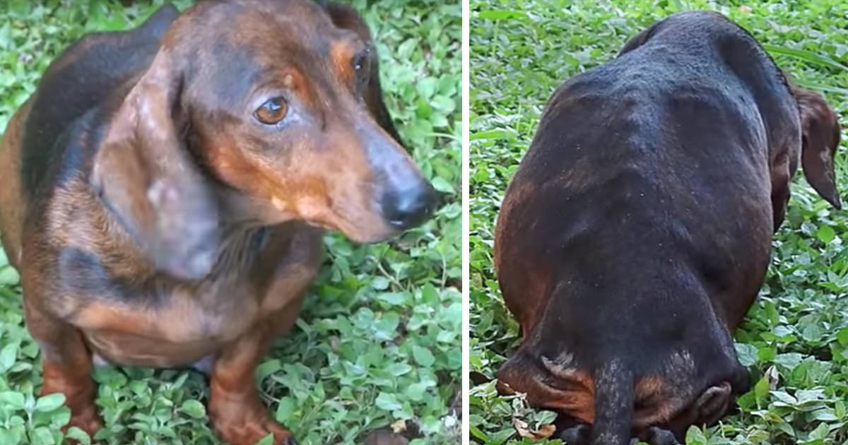 woman-encounters-a-pregnant-dog-abandoned-in-the-woods-and-approaches