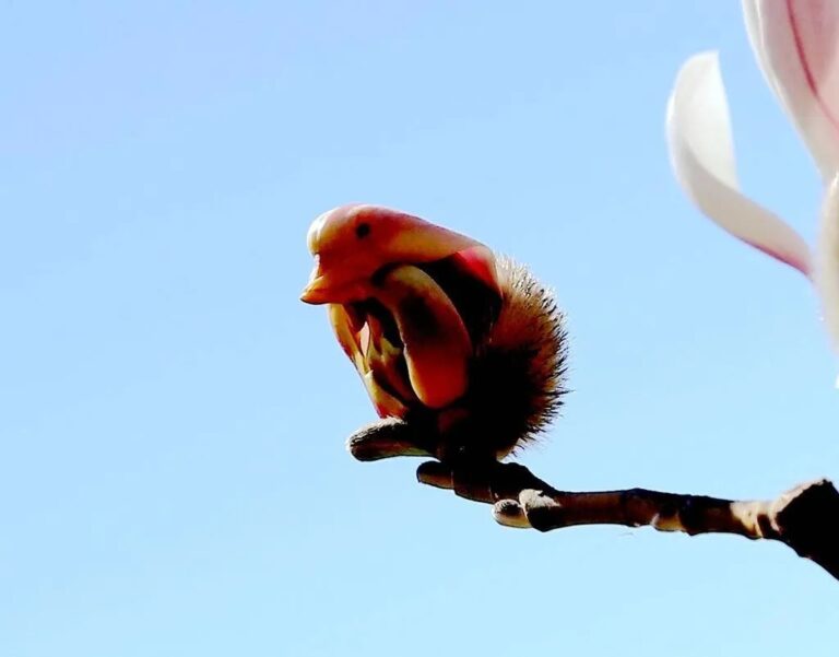 Yulan Magnolia Flowers Just Look Like Beautiful Birds Hasan Jasim