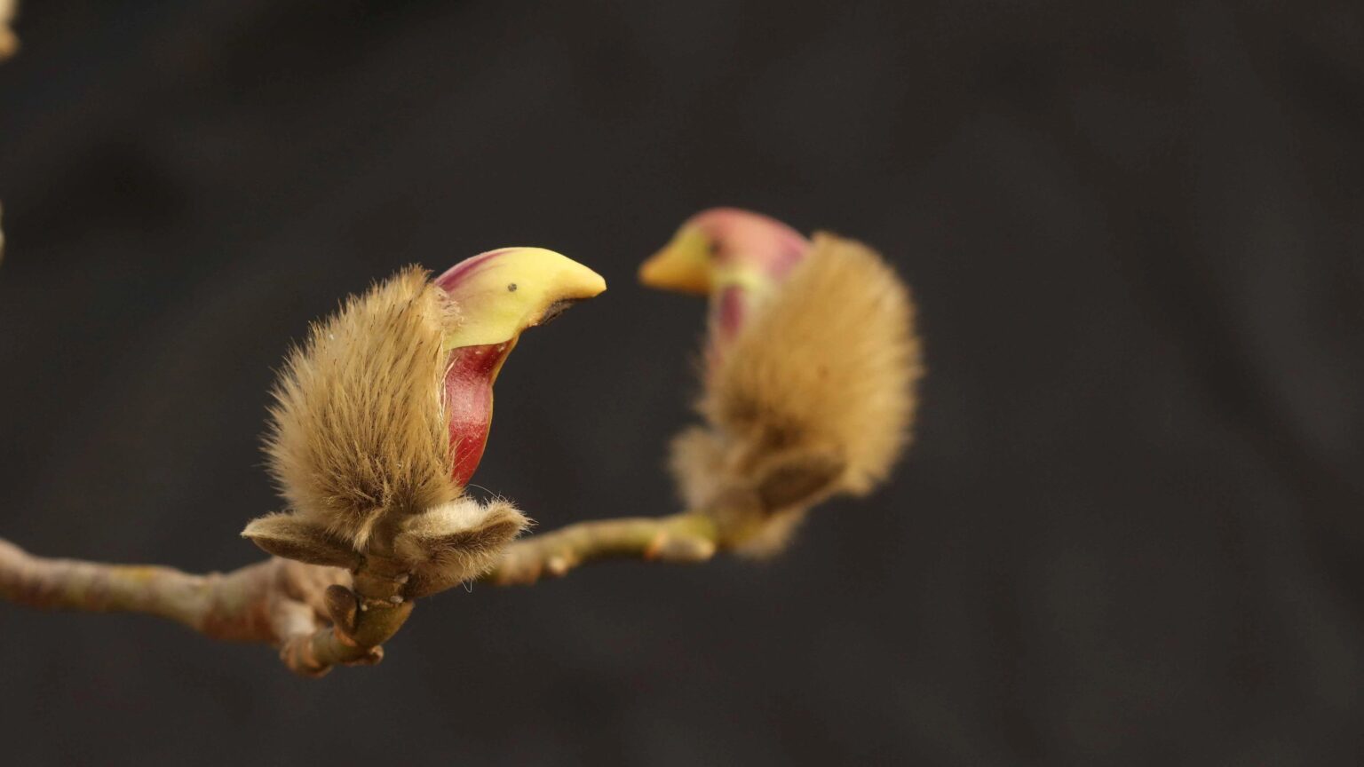 Yulan Magnolia Flowers Just Look Like Beautiful Birds - Hasan Jasim