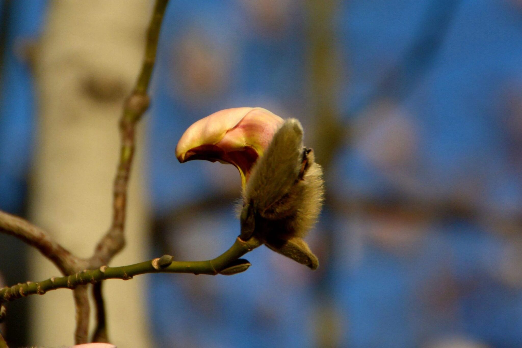 Yulan Magnolia Flowers Just Look Like Beautiful Birds Hasan Jasim
