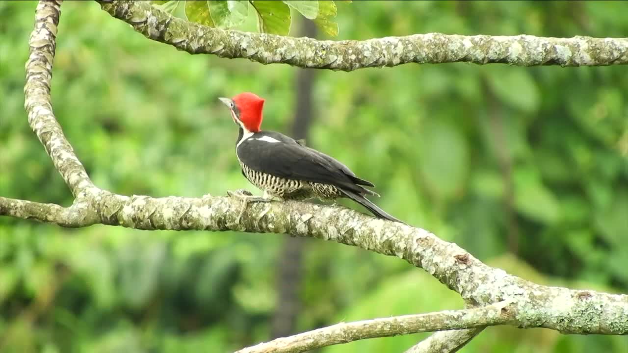 Why Woodpeckers Don’t Get Headaches From Hammering - Hasan Jasim