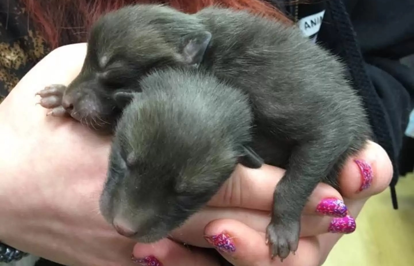 She was cleaning the backyard when she discovered 5 puppies when she