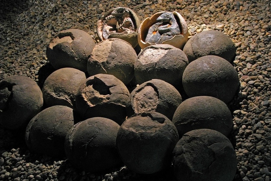 Perfectly Preserved Dinosaur Embryo Found Inside Fossilized Egg Hasan Perfectly Preserved Dinosaur Embryo Found Inside Fossilized Egg Hasan