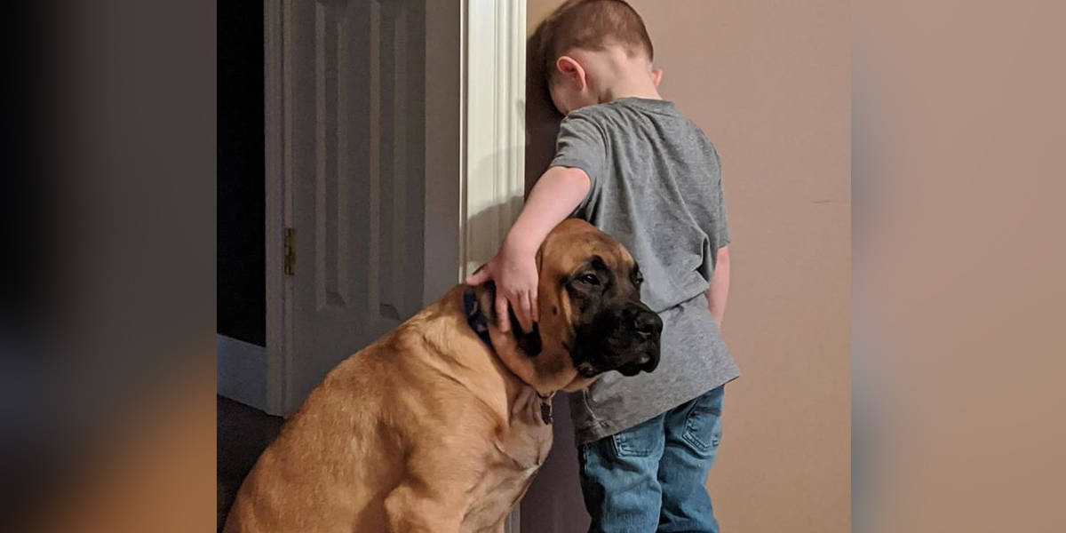 Loyal dog puts himself in ‘timeout’ so his best friend doesn’t have to ...