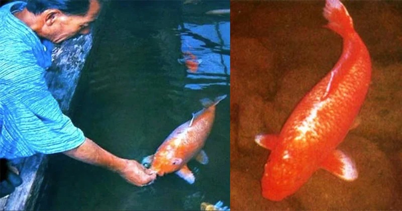 This Incredible Koi Fish Lived For 226 Years - Hasan Jasim