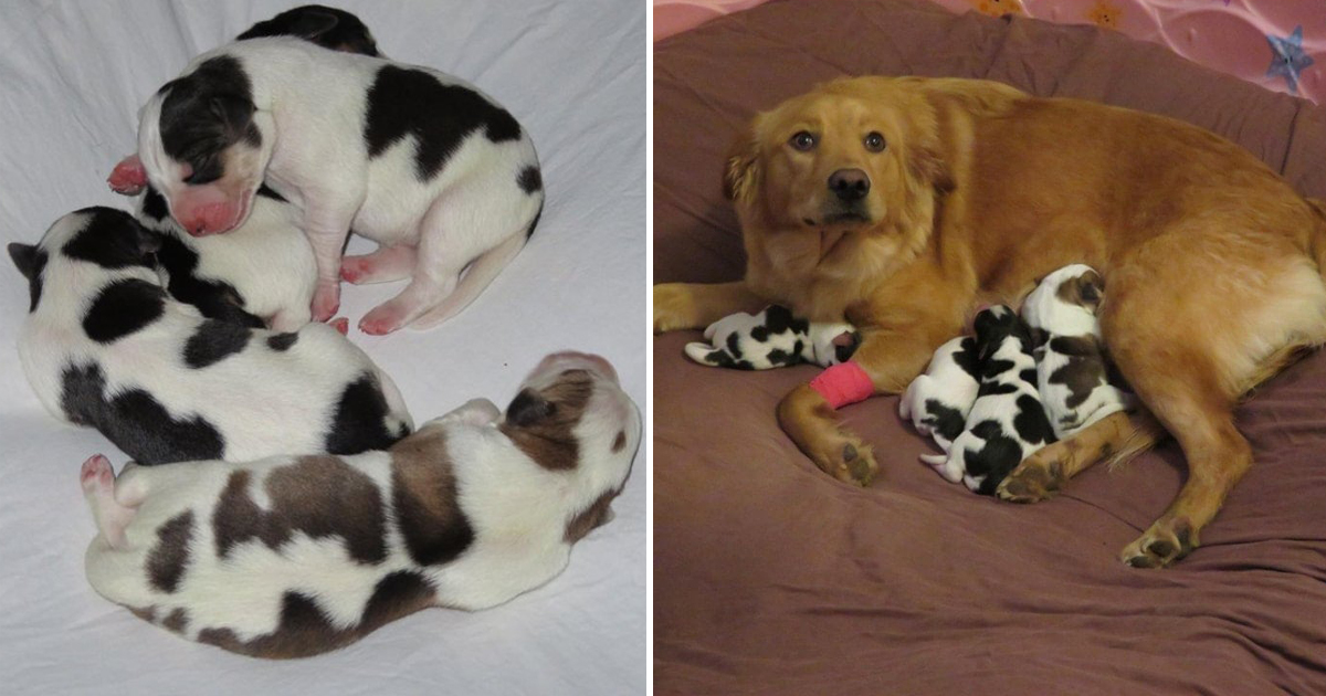 Pregnant Rescue Dog Surprises Foster Family by Giving Birth to Litter ...