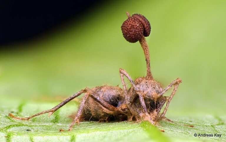 How The Zombie Fungus Infects Ant Bodies And Takes Control Of Their ...