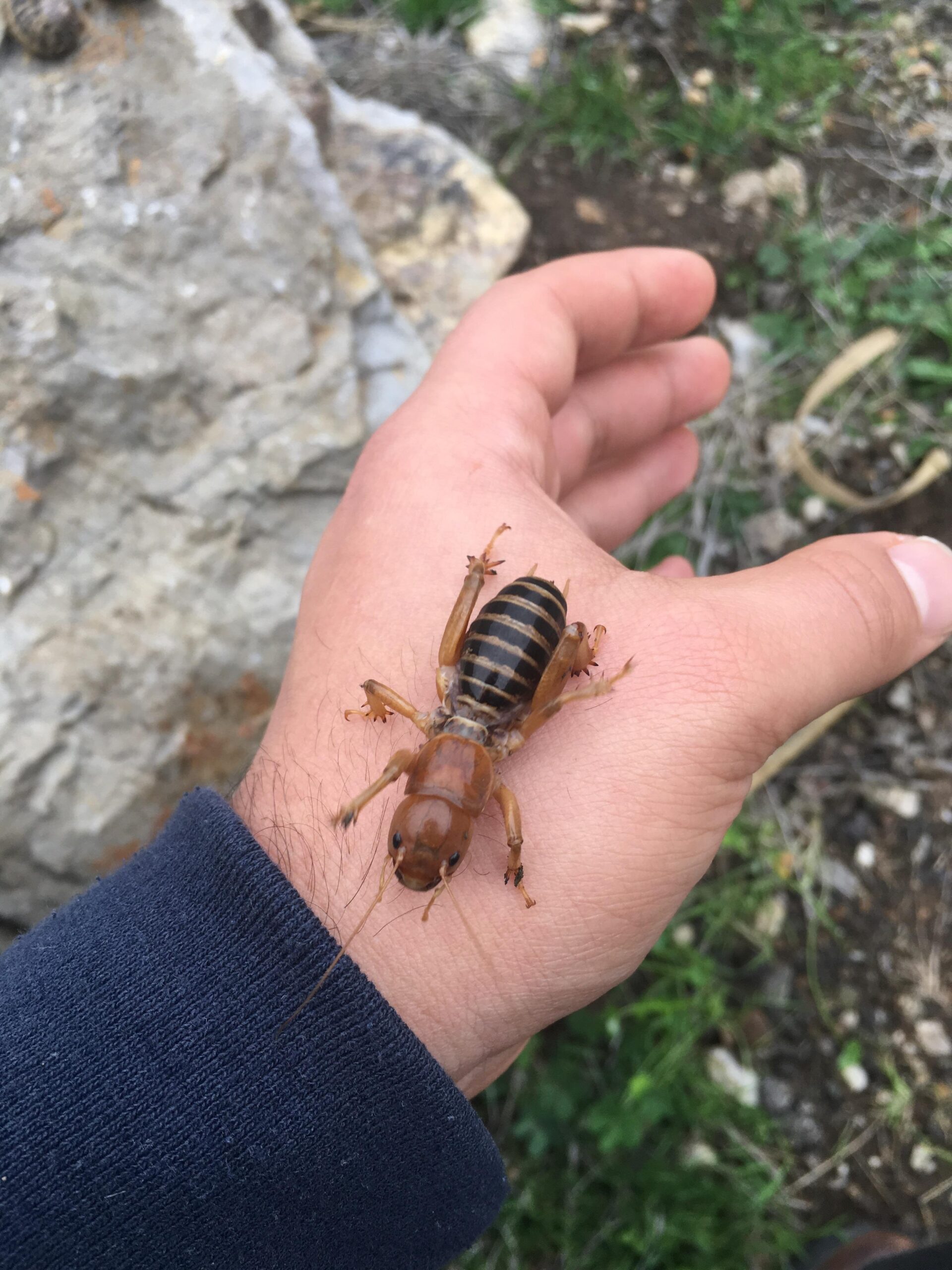 The Mysterious And Fascinating World Of Jerusalem Crickets Hasan Jasim