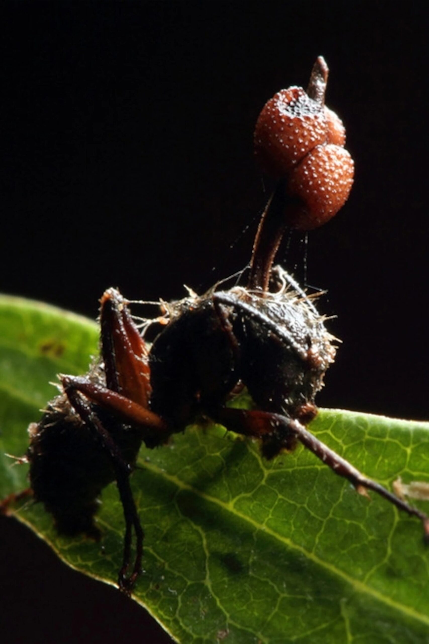 How The Zombie Fungus Infects Ant Bodies And Takes Control Of Their ...