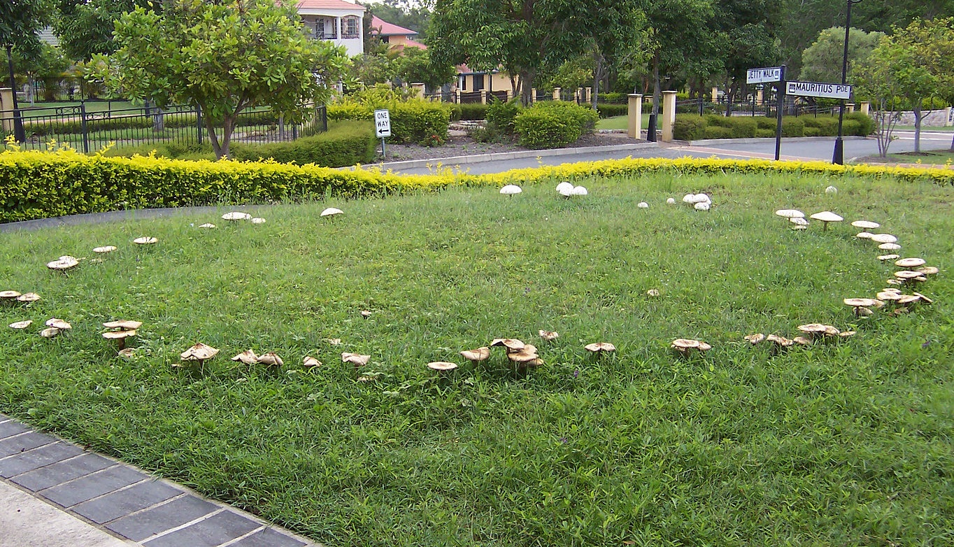 What Are Fairy Rings, And Why Do They Exist? Hasan Jasim