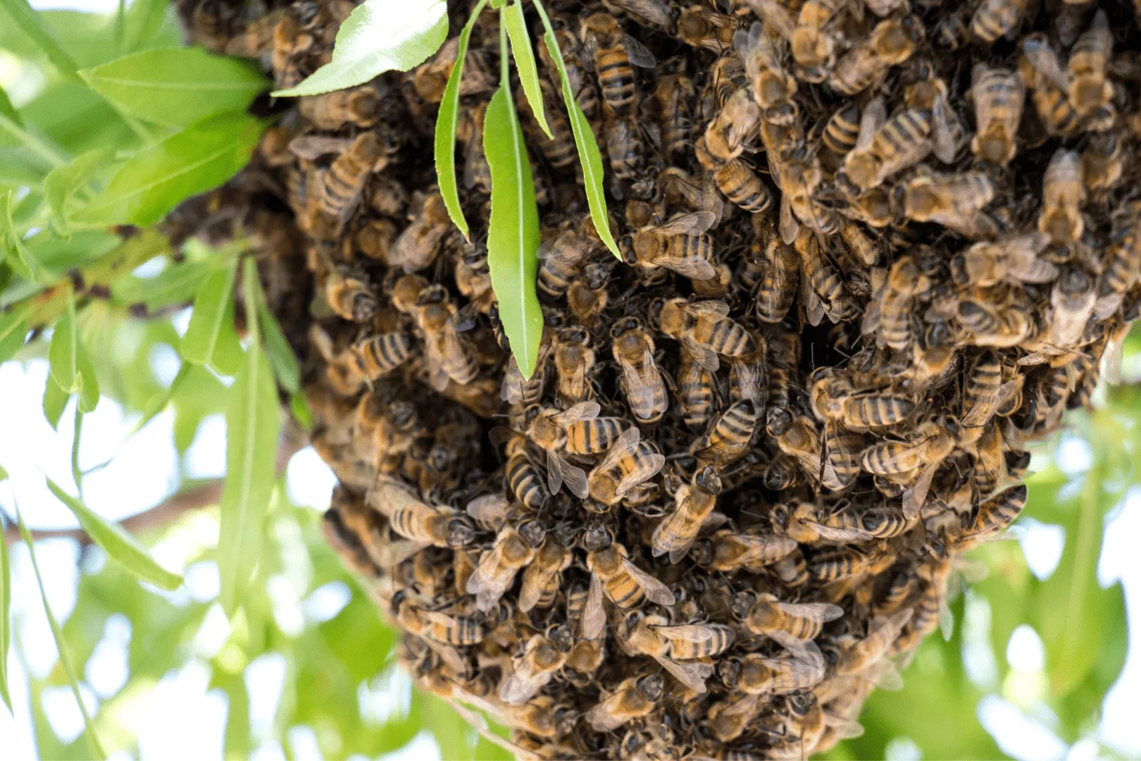 The Remarkable Political System of Bees: Lessons for Humanity - Hasan Jasim