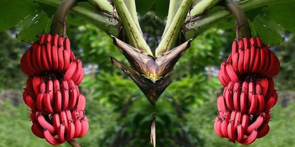Discover the Unique Flavor and Health Benefits of Red Bananas Hasan Jasim