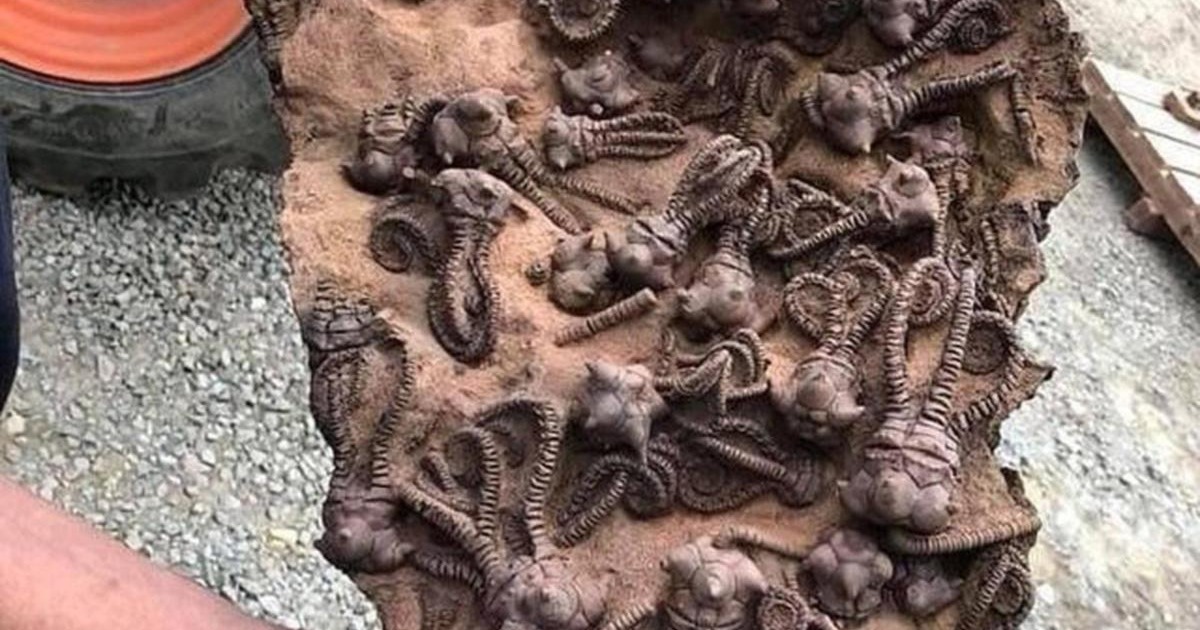 Journey to the Past Exploration of 280MillionYearOld Crinoid Fossils in Western Australia