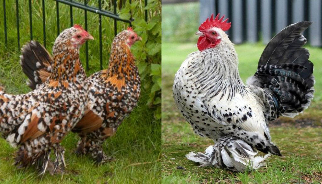 The Booted Bantam Chicken Breed A Colorful and Friendly Addition to