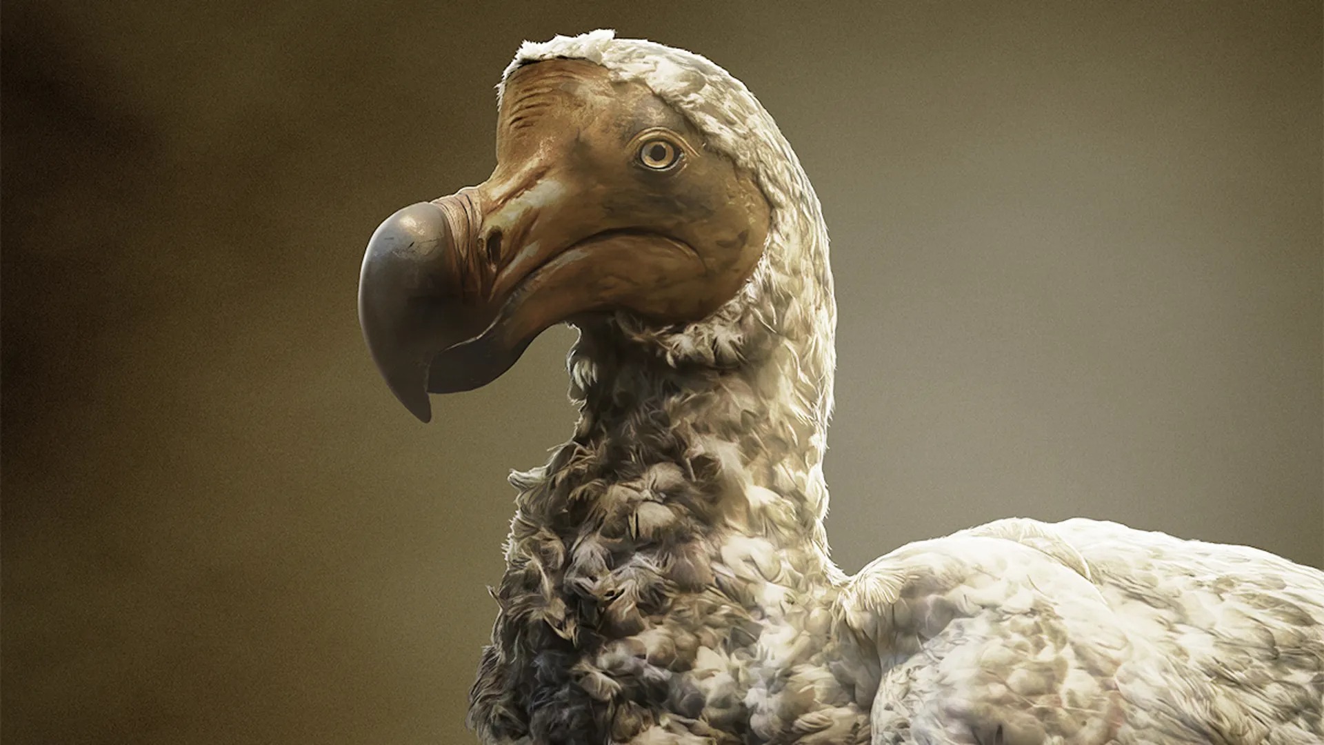 A ‘de Extinction Company Wants To Bring Back The Dodo After 300 Years