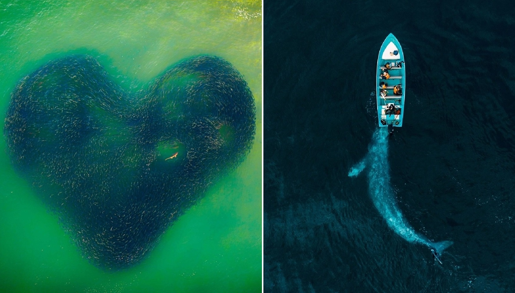 A Shark Swimming In A Heart-Shaped School Of Salmon Wins The 2020 Drone ...