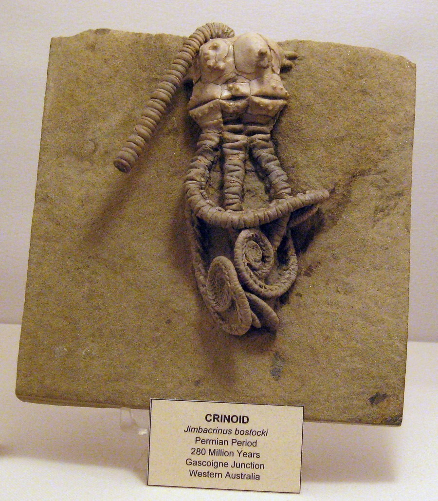 Journey to the Past Exploration of 280MillionYearOld Crinoid Fossils in Western Australia