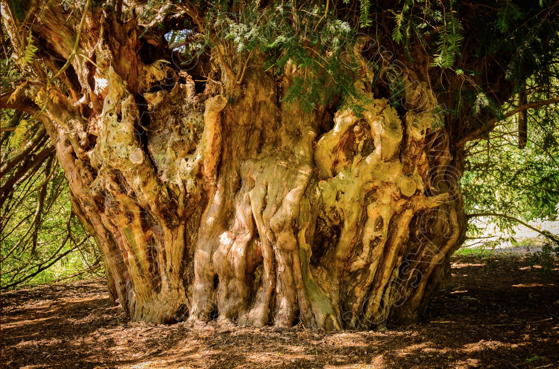 The Ankerwycke Yew A Timeless Guardian of English History Hasan Jasim