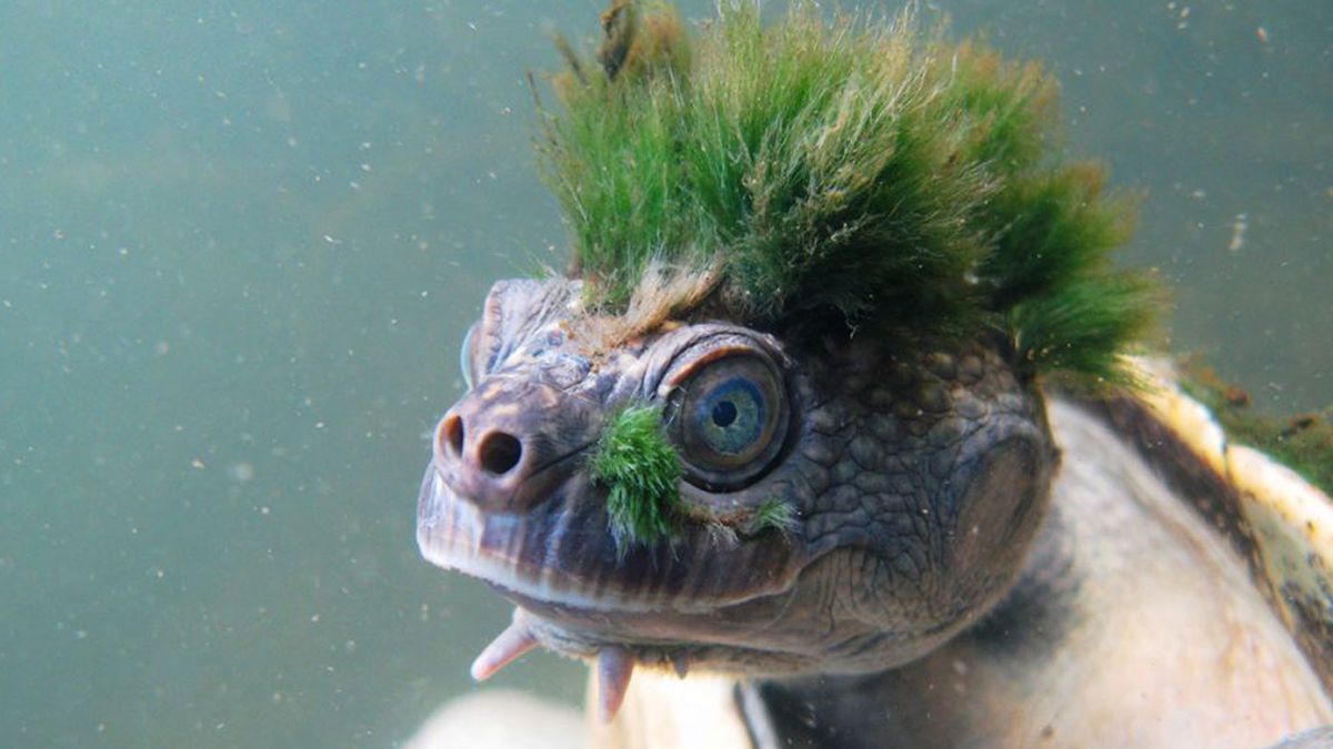 The Green-Haired, Butt-Breathing Turtle: A Nature’s Wonder - Hasan Jasim