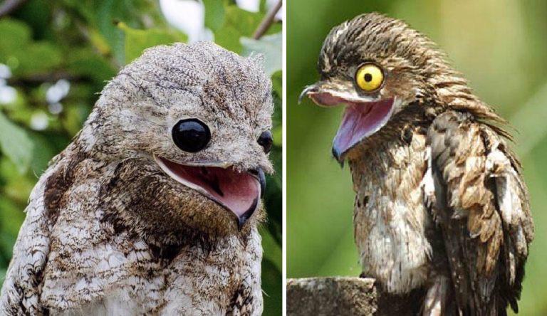 Patoo Raptors The Potoo: A Curious Bird of the Rainforest That Masters the Art of ...