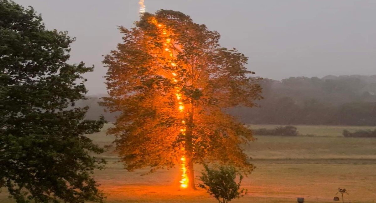 A Moment In A Million When Lightning Strikes A Tree Hasan Jasim 