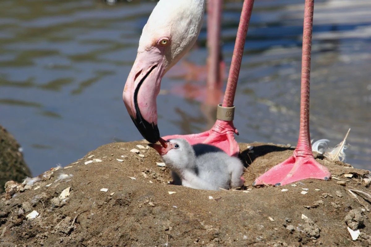 Flamingo Crop Milk: The Secretive Nutrient-Rich Substance Behind The ...