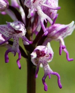 The Hanging Naked Men Orchid: A Fascinating Flower of the Mediterranean ...